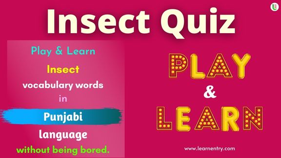 Insect quiz in Punjabi