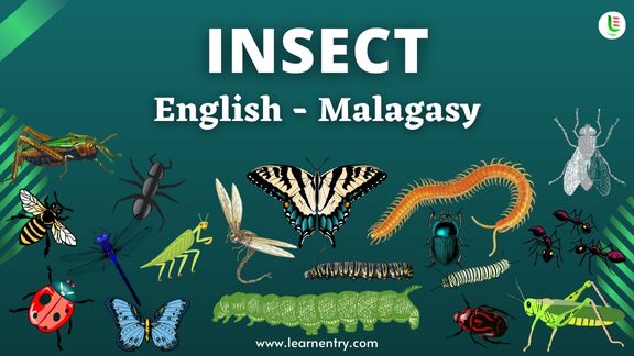 Insect names in Malagasy and English