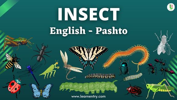 Insect names in Pashto and English