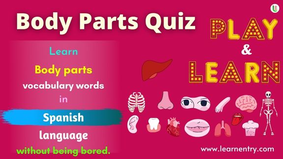 Human Body Parts Quiz In Spanish - Learn Entry