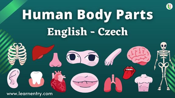 Czech Language/Body Parts - Wikiversity