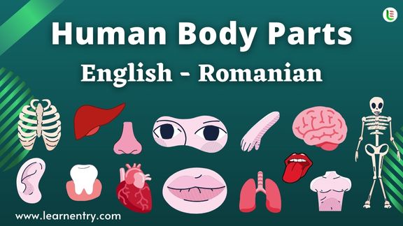 Human Body Parts Names In Romanian 