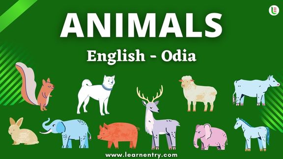 Animals names in Odia and English - Common Odia Vocabulary