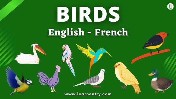 Birds names in French and English - Common French Vocabulary