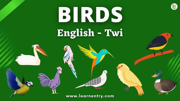 Birds names in Twi and English - Common Twi Vocabulary