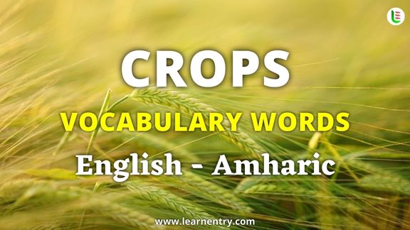 Crops vocabulary words in Amharic and English - Common Amharic Vocabulary