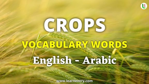 Crops vocabulary words in Arabic and English