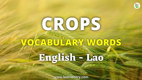 Crops vocabulary words in Lao and English - Common Lao Vocabulary