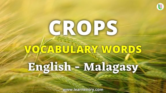 Crops vocabulary words in Malagasy and English - Common Malagasy Vocabulary