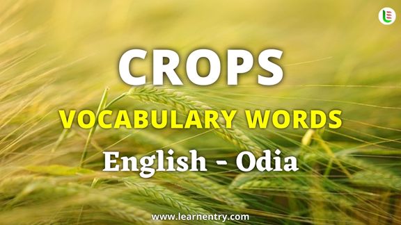 Crops vocabulary words in Odia and English - Common Odia Vocabulary