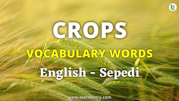 Crops vocabulary words in Sepedi and English - Common Sepedi Vocabulary