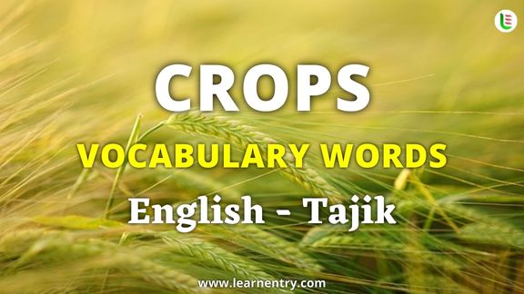 Crops vocabulary words in Tajik and English - Common Tajik Vocabulary