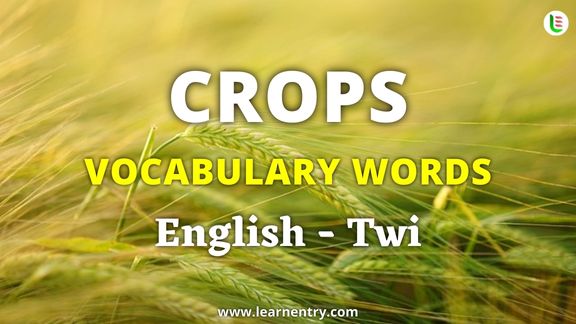 Crops vocabulary words in Twi and English - Common Twi Vocabulary