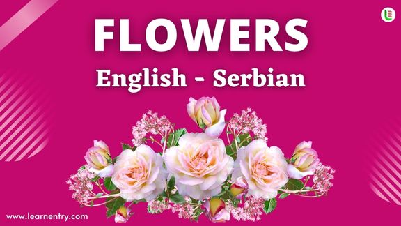 Flower names in Serbian and English - Common Serbian Vocabulary