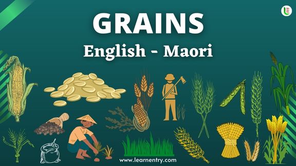 Grains names in Maori and English - Common Maori Vocabulary