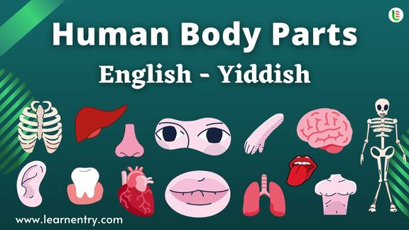 Human Body parts names in Yiddish and English - Common Yiddish Vocabulary