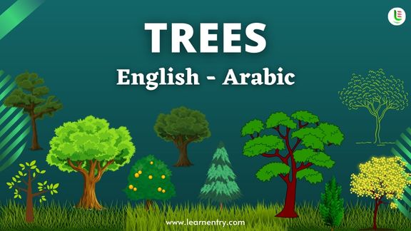 Tree names in Arabic and English - Common Arabic Vocabulary